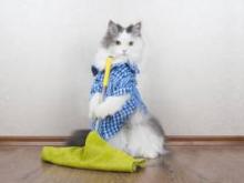 Уборка квартиры от шерсти
